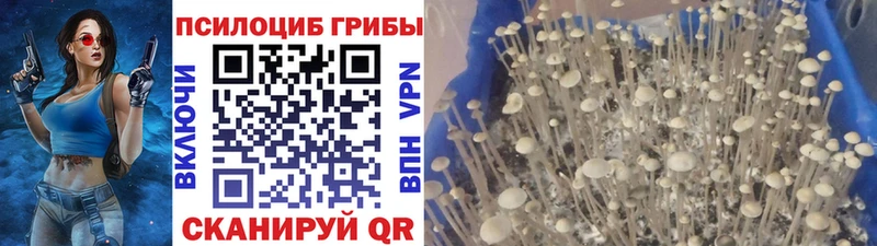 Псилоцибиновые грибы Psilocybine cubensis  Купить где  Гудермес 